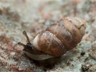 Pupilla muscorumÄNGSPUPPSNÄCKA